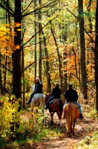 HorsebackFall