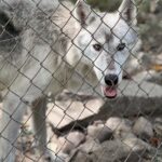 The Lakota Wolf Preserve