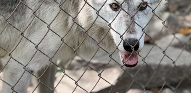 The Lakota Wolf Preserve